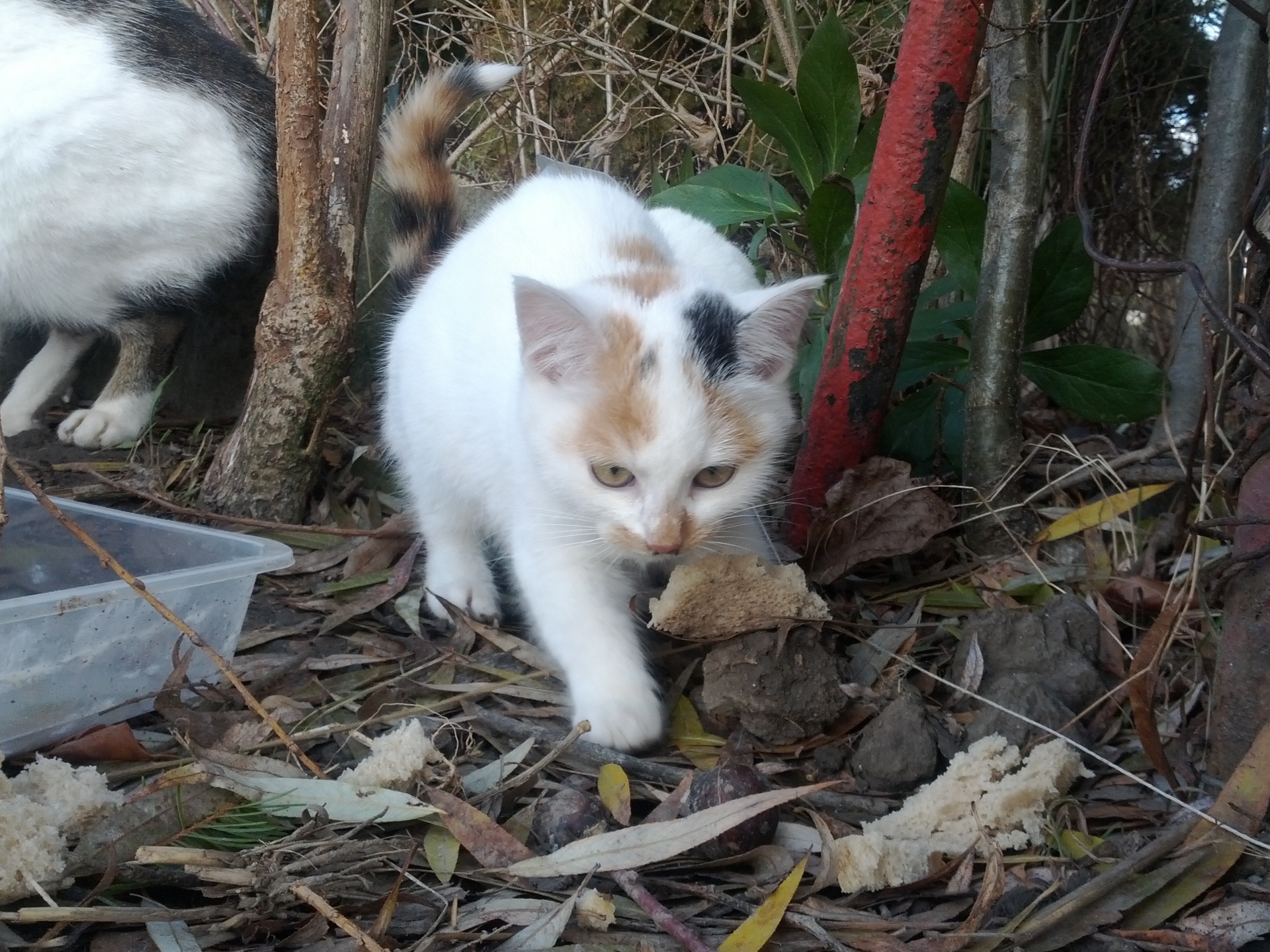 Samsung Galaxy Nexus