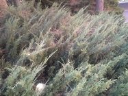 Samsung Galaxy Note 10.1