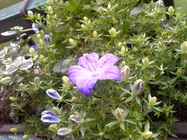 Samsung Galaxy Note 10.1