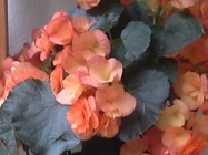 Samsung Galaxy Note 10.1