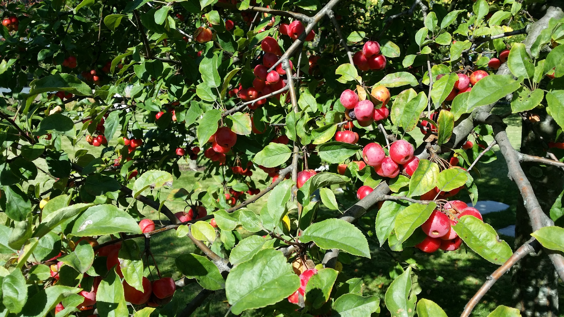 Samsung Galaxy Note 3