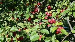 Samsung Galaxy Note 3