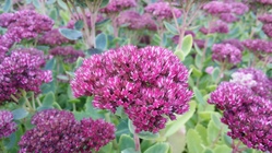 Samsung Galaxy Note 3