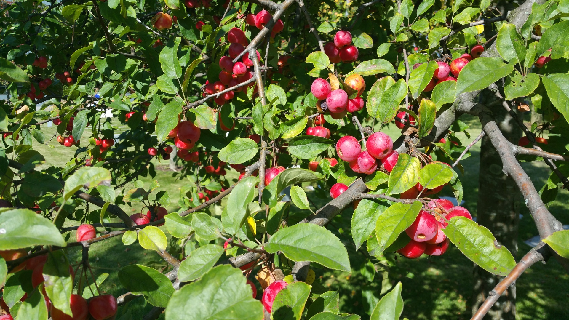 Samsung Galaxy Note 4