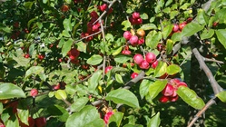 Samsung Galaxy Note 4