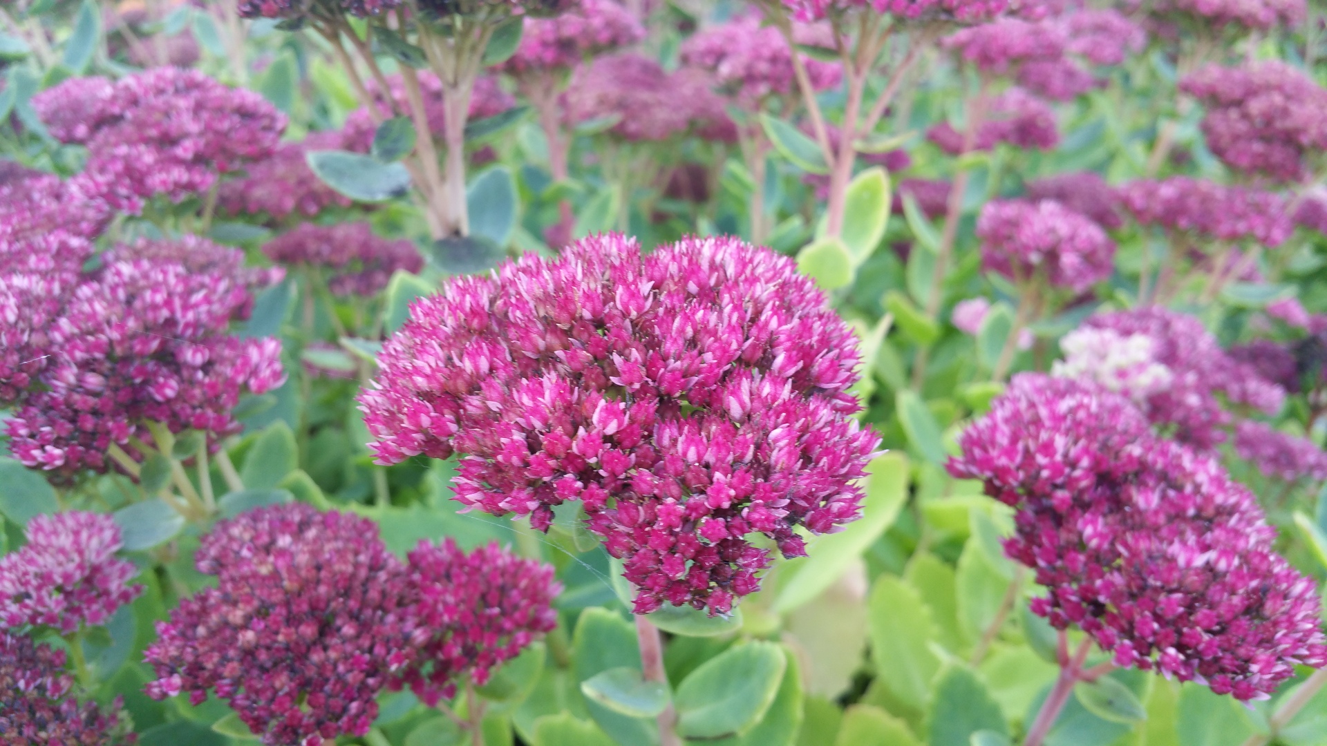 Samsung Galaxy Note 4