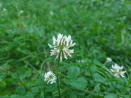 Samsung Galaxy Note 7