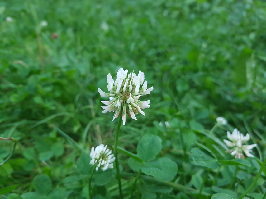 Samsung Galaxy Note 7