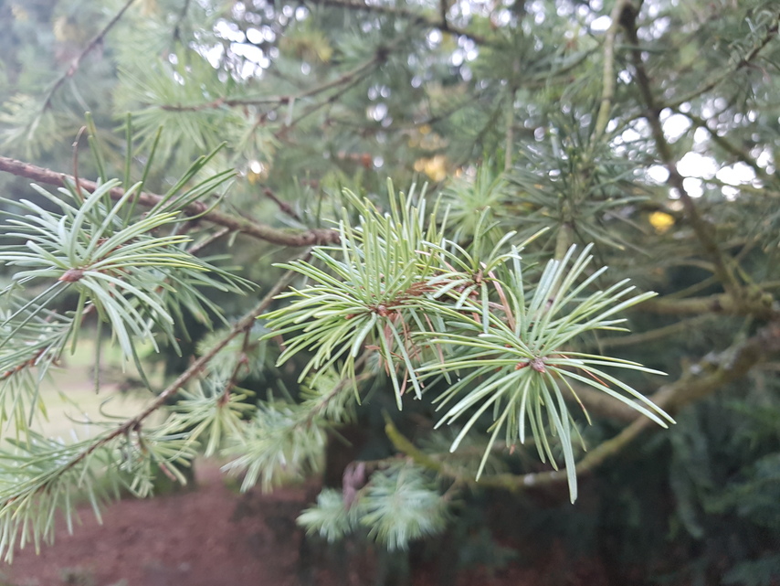 Samsung Galaxy Note 7