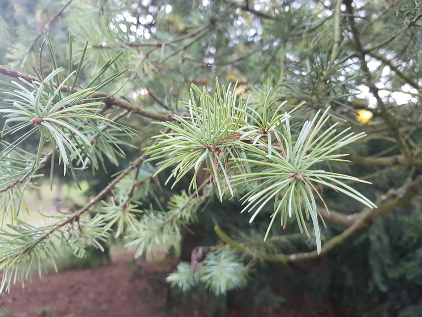 Samsung Galaxy Note 7