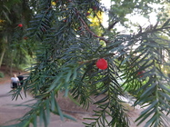 Samsung Galaxy Note 7