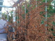 Samsung Galaxy Note 7