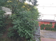 Samsung Galaxy Note 7