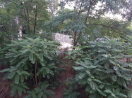 Samsung Galaxy Note 7