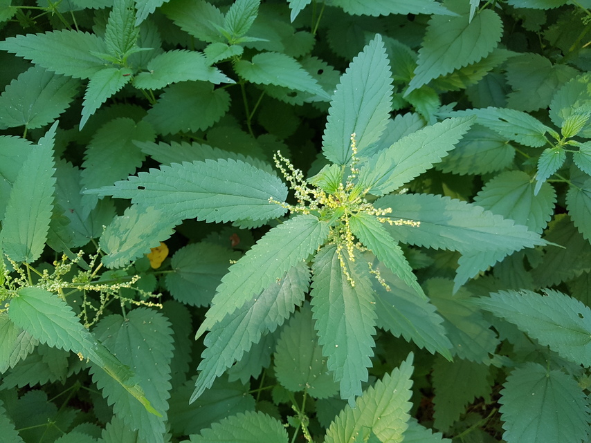 Samsung Galaxy Note 7