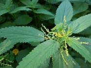 Samsung Galaxy Note 7