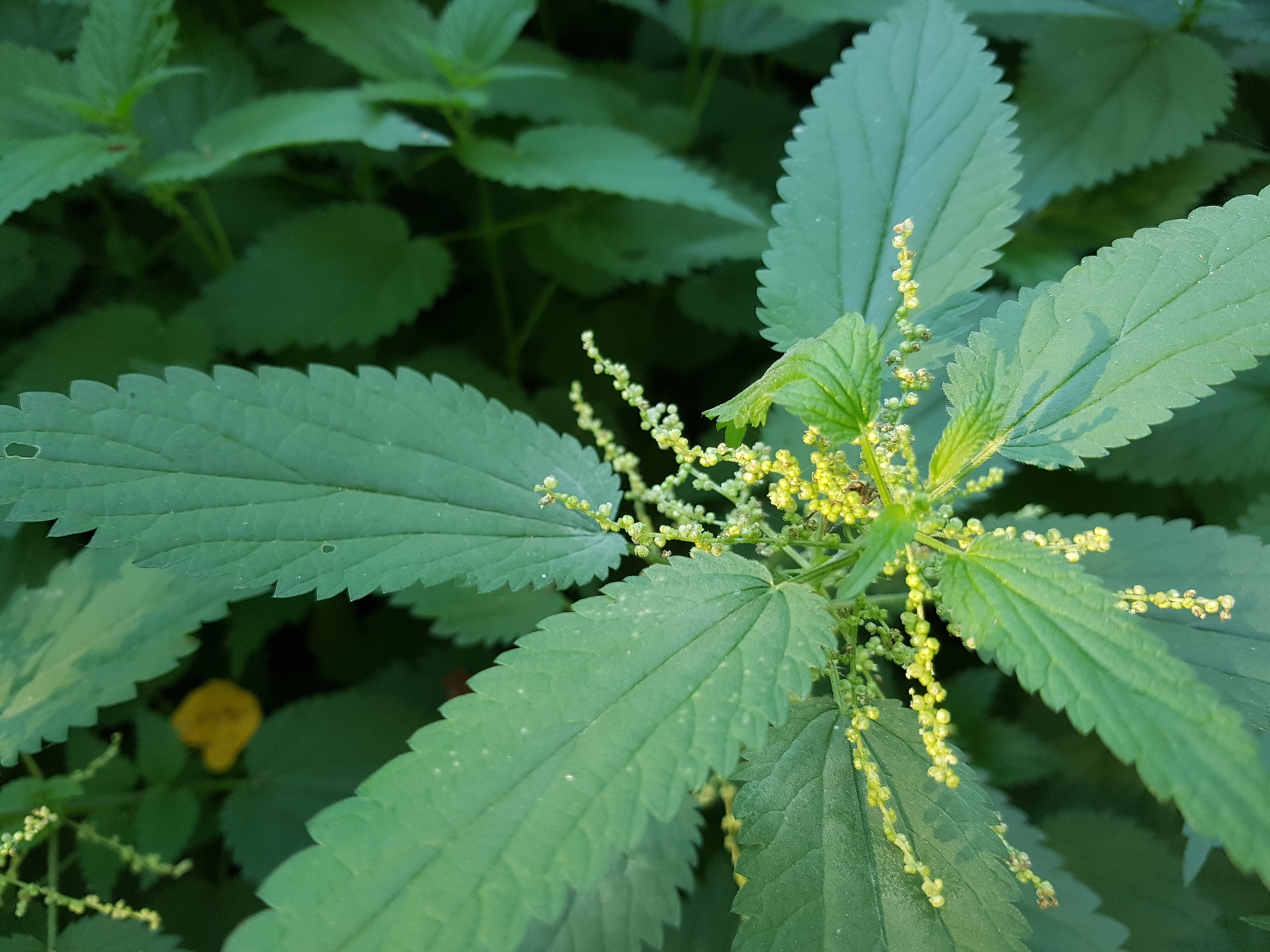 Samsung Galaxy Note 7