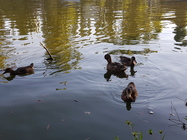 Samsung Galaxy Note 7