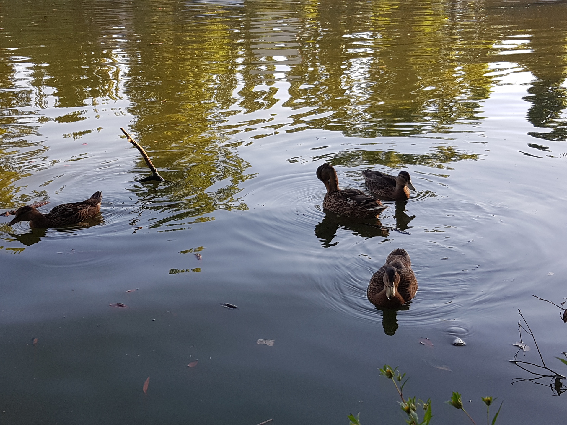 Samsung Galaxy Note 7