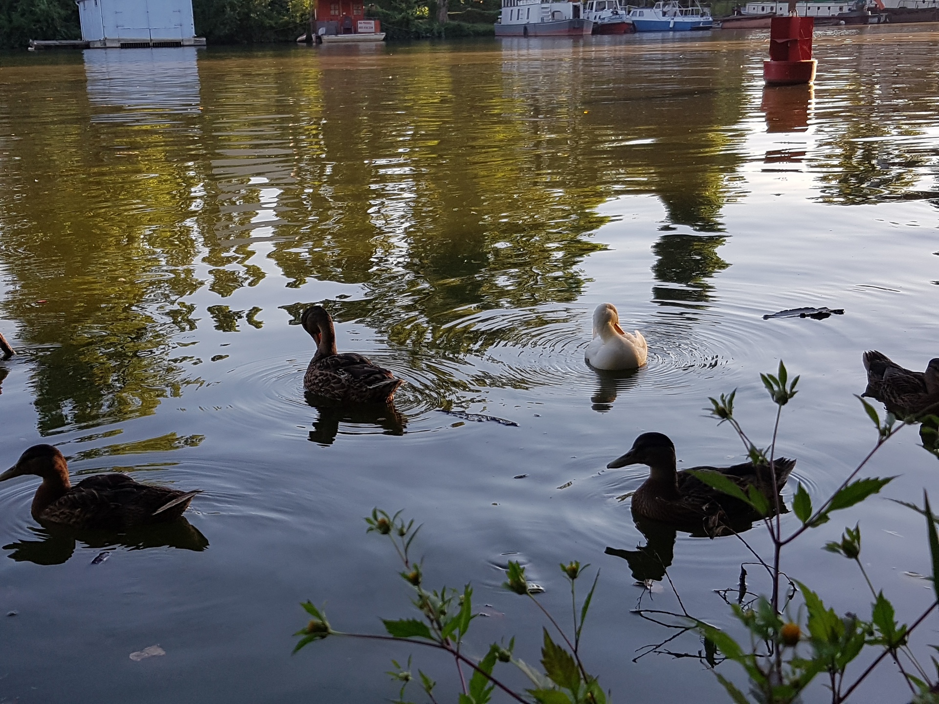 Samsung Galaxy Note 7