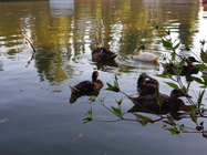 Samsung Galaxy Note 7