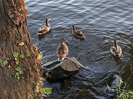 Samsung Galaxy Note 7