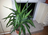 Samsung Galaxy Note II