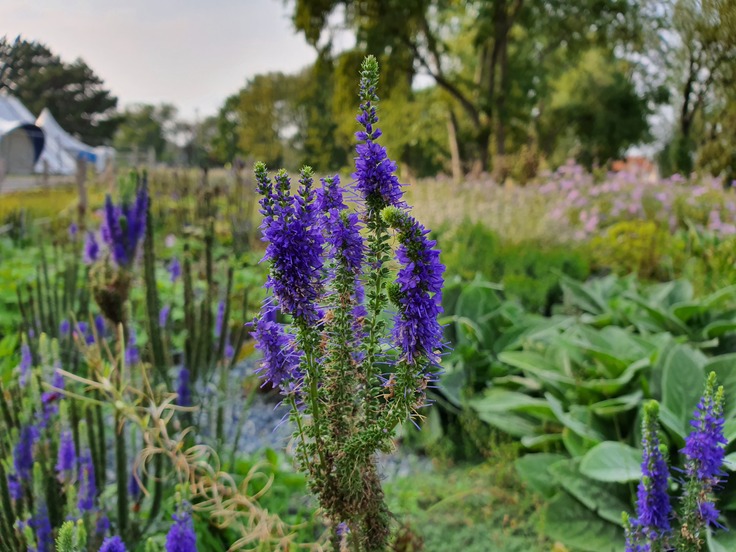 Samsung Galaxy Note10+