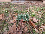 Samsung Galaxy Note10 Lite