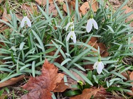 Samsung Galaxy Note10 Lite