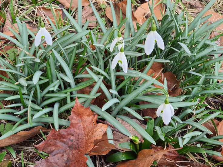 Samsung Galaxy Note10 Lite