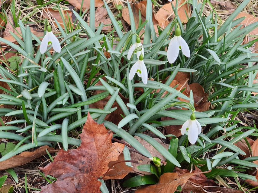 Samsung Galaxy Note10 Lite