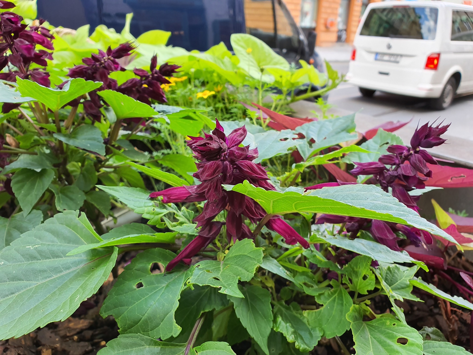 Samsung Galaxy Note10+