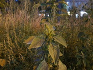 Samsung Galaxy Note10+