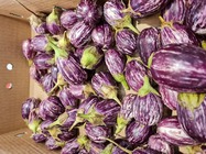 Samsung Galaxy Note20