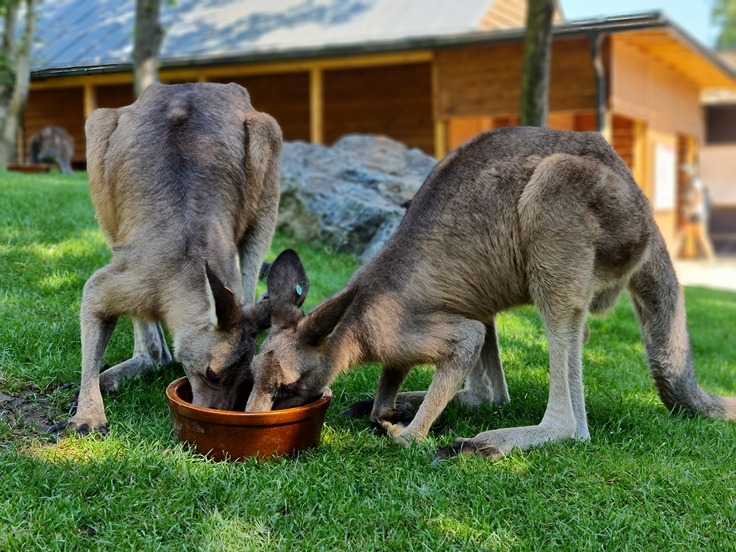 Samsung Galaxy Note20 Ultra 5G