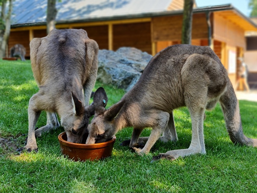 Samsung Galaxy Note20 Ultra 5G