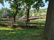 Samsung Galaxy Note20 Ultra 5G