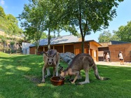 Samsung Galaxy Note20 Ultra 5G