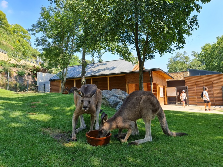 Samsung Galaxy Note20 Ultra 5G