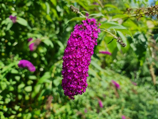 Samsung Galaxy Note20 Ultra 5G