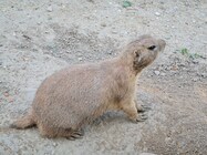 Samsung Galaxy Note20 Ultra 5G