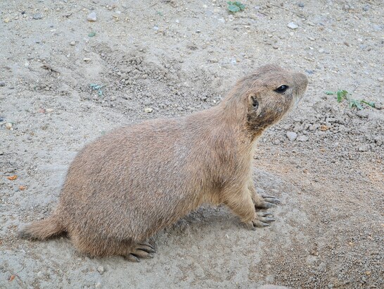 Samsung Galaxy Note20 Ultra 5G