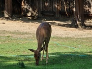 Samsung Galaxy Note20 Ultra 5G