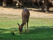 Samsung Galaxy Note20 Ultra 5G