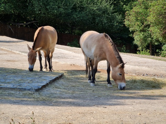 Samsung Galaxy Note20 Ultra 5G