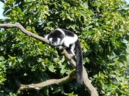 Samsung Galaxy Note20 Ultra 5G