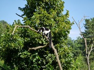 Samsung Galaxy Note20 Ultra 5G