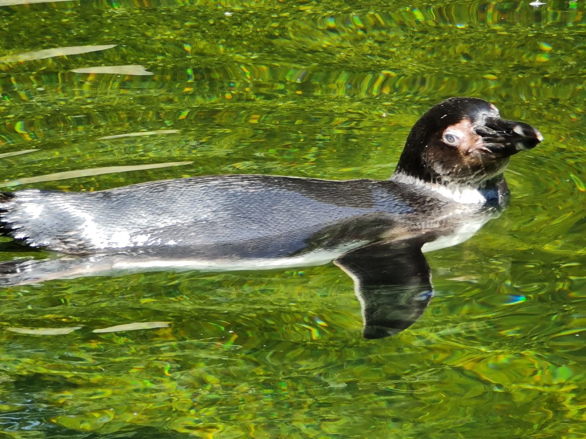 Samsung Galaxy Note20 Ultra 5G