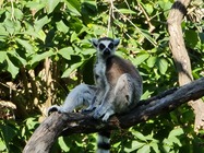 Samsung Galaxy Note20 Ultra 5G